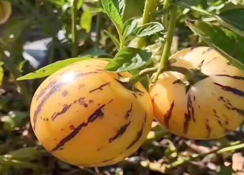 人参果果期有多久