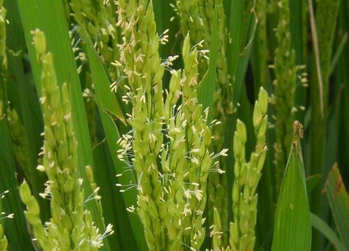 水稻是单子叶植物还是双子叶植物