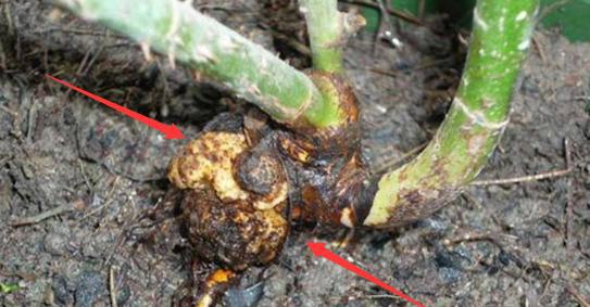 月季花根部长了根瘤该怎么办