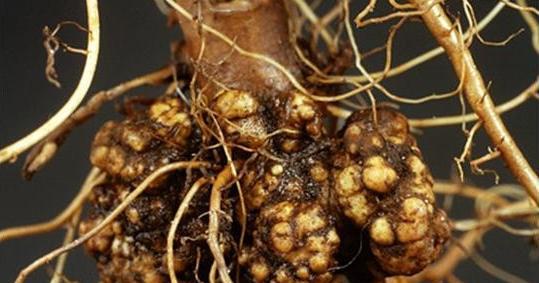 月季花根部长了根瘤该怎么办