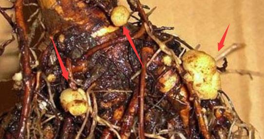 月季花根部长了根瘤该怎么办