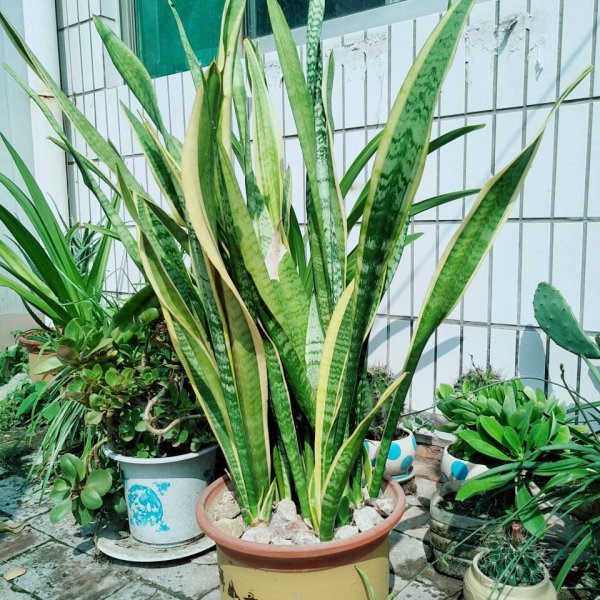 氮磷钾对植物的作用分别是什么