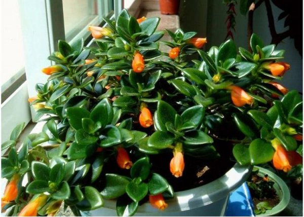 氮磷钾对植物的作用分别是什么