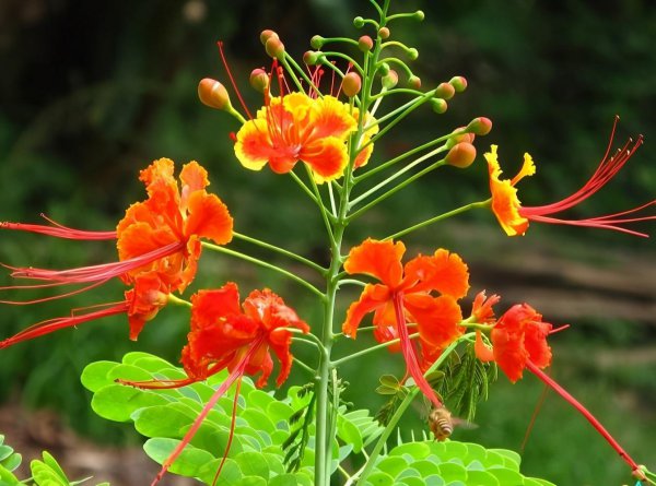 氮磷钾对植物的作用分别是什么