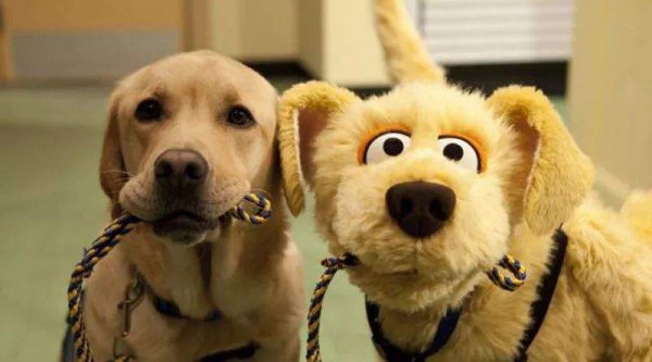 世界最聪明的狗排名