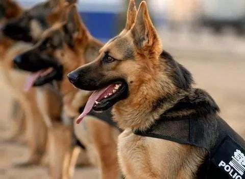 世界最聪明的狗排名