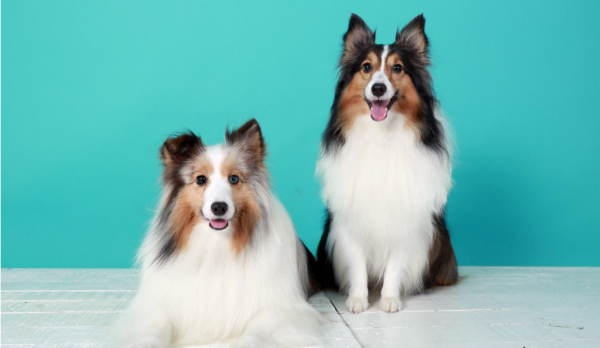 世界最聪明的狗排名