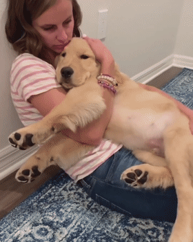 世界最聪明的狗排名