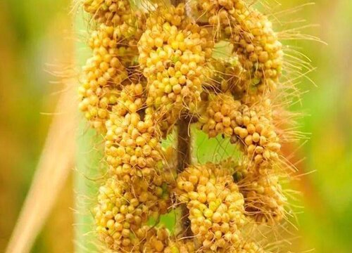 大黄米适合什么地方种植