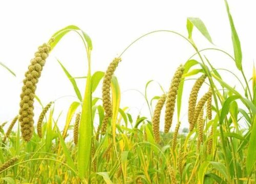 大黄米适合什么地方种植