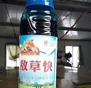 玉米播种后能打敌草快吗 玉米刚种下用敌草快有伤害吗