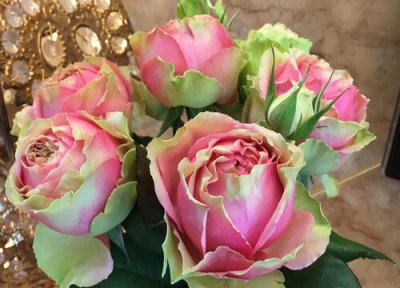 火龙果月季是藤本还是灌木 火龙果月季属于藤本还是灌木