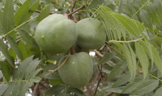 文冠果能生吃吗 文冠果可以生吃吗