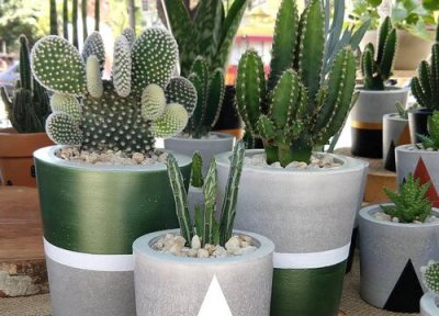 如何养花又省钱又不花钱 养什么花省钱又好养