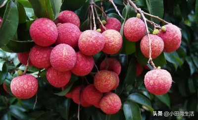 黑叶荔枝的特点有哪些 福建黑叶荔枝品种口感好吃吗