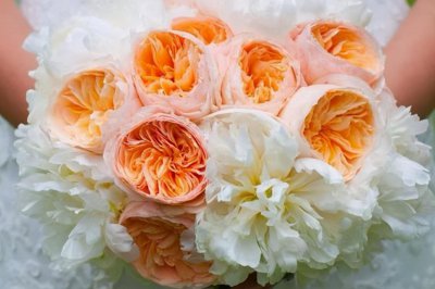 切花月季有哪些好品种 切花月季品种大全图解名称