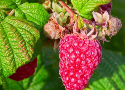 树莓什么季节成熟 成熟时间与采摘季节