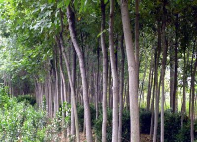 白蜡杆是什么树 产地分布在哪些地方