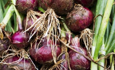 洋葱什么时候播种最好 洋葱如何种植才能高产