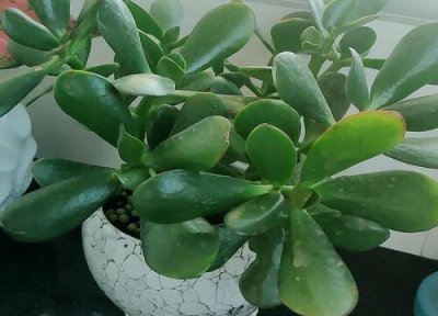 夏季怎么养玉树 夏天养护玉树需要注意些什么