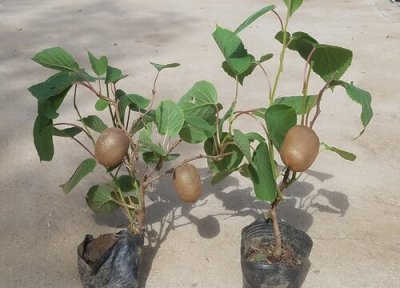 猕猴桃产地 弥猴桃什么时候成熟