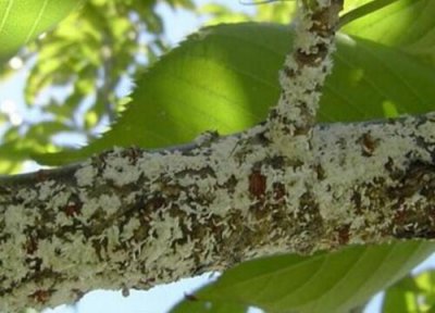 树木病虫害防治方案 绿化树木病虫害防治方法与技术措施