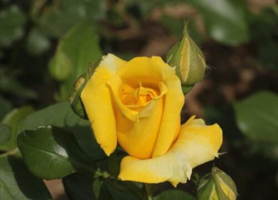 黄色月季花语象征与寓意含义 黄月季代表什么意思