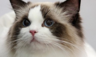 猫传腹怎么预防 猫怎么预防猫传腹