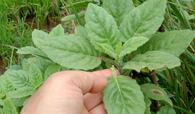 白子菜的功效与作用 白子菜的别名及其特点