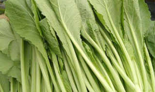 过夜菜需要加热吗 过夜春菜加热可以吃吗