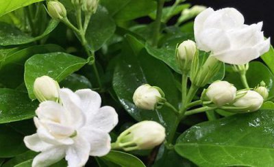 茉莉花的养护技巧和管理方法 家庭日常养护茉莉花技术