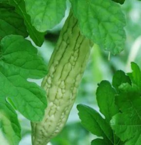 苦瓜怎样修剪苦瓜才会高产 苦瓜种植管理和修剪技术介绍