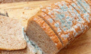 长白毛的食物还能吃吗 长白毛的食物还可以吃吗