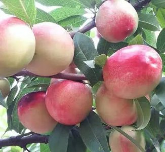 中国油桃品种大全介绍 目前好吃的油桃种类名称及图片