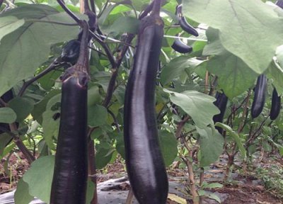 春季茄子种植时间 茄子春季几月份种植