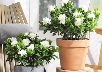 常见香味浓郁的花卉 家里养5种花卉植物清香四溢