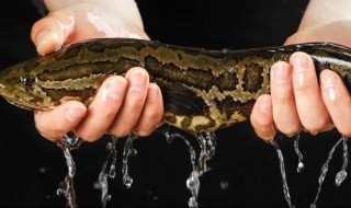 黑鱼是热性还是凉性 黑鱼是属于寒性吗