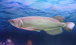 金龙鱼和银龙鱼的区别 如何区别金龙鱼和银龙鱼