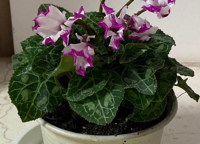 仙客来喜水还是喜旱 仙客来喜湿还是喜干旱