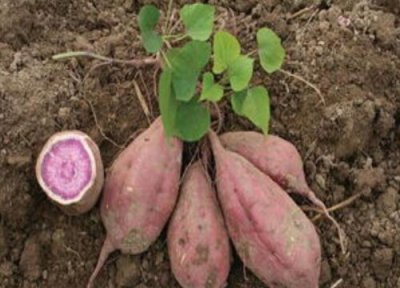 紫薯开花吗 开花是怎么回事