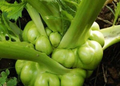 北方榨菜种植时间和方法 榨菜种植技术与种植时间