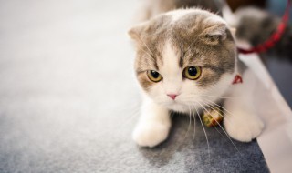 猫瘟怎么得的 猫瘟是怎么引起的