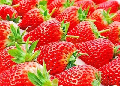 草莓栽种时间 草莓适合什么季节种