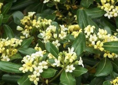 冬青树开花吗 开花寓意不好