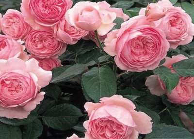 杰夫月季是藤本还是灌木 杰夫月季属于藤本还是灌木