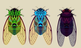 蝉的寿命有多长 蝉的生命周期