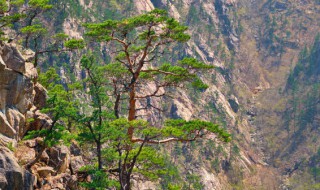室内名贵植物有哪些 有哪些室内名贵植物