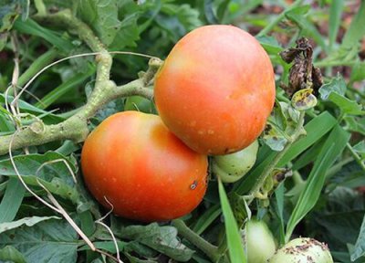 番茄喜阴还是喜阳 番茄喜阴还是喜阳光的植物