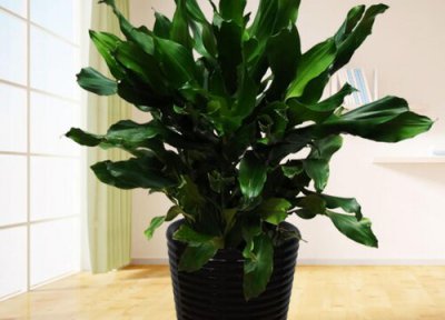 螺纹铁开花后怎么养 螺纹铁开花后怎么处理