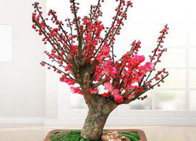 红梅发芽后怎样养护与管理 盆栽红梅修剪方法与技术